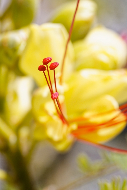 Jardin Botanique de la Bastide-004